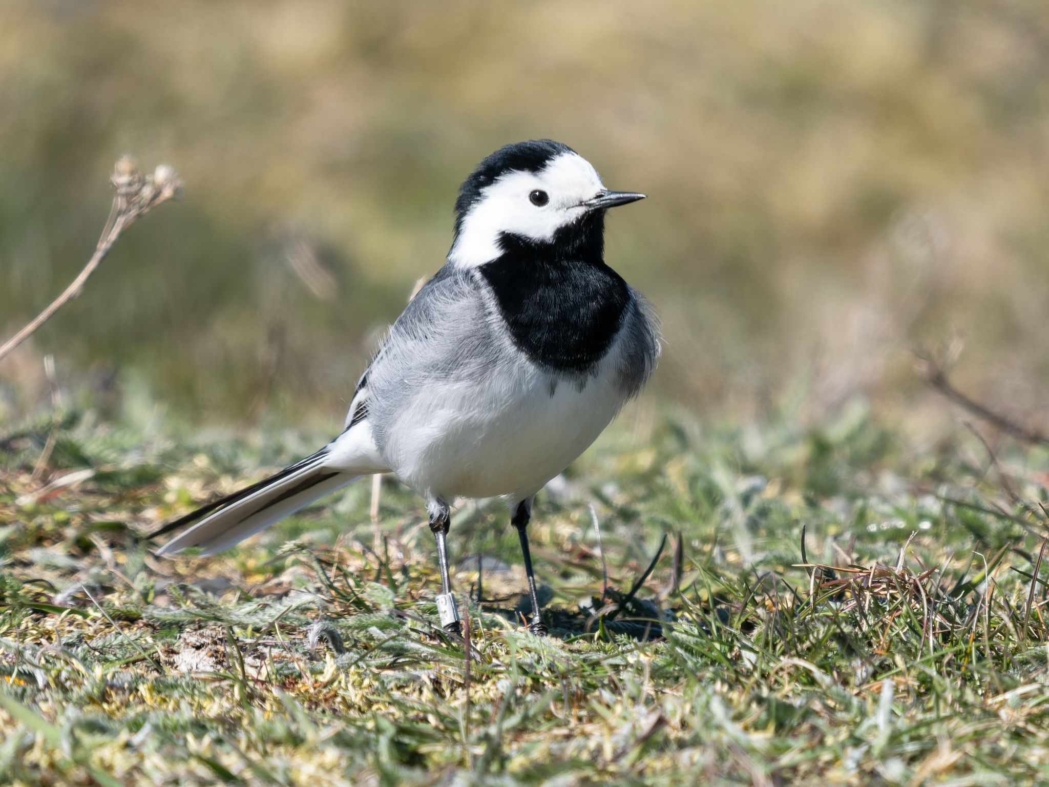 310 260422 1112 H  1HR0013 DxO DeepPRIME 3